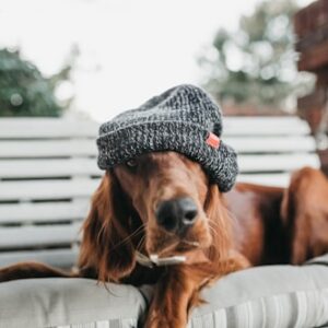 Golden Retriever Plush Toy