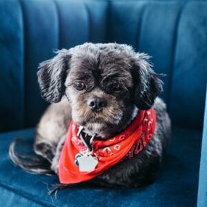 Hank's Favorite Treats Bundle