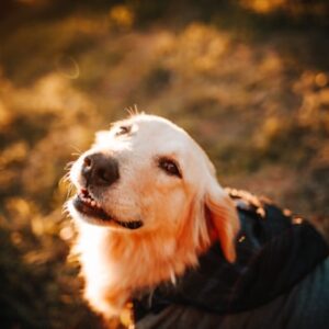 Golden Retriever Art Print