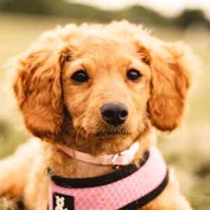 Hank's Dog Travel Bag