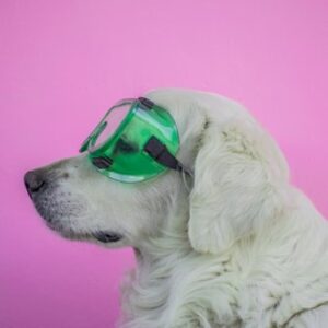 Hank's Golden Retriever Calendar